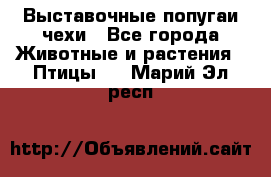 Выставочные попугаи чехи - Все города Животные и растения » Птицы   . Марий Эл респ.